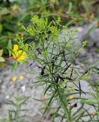 Euthamia caroliniana