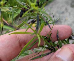 Asteromyia euthamiae