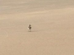 Charadrius obscurus aquilonius