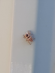 Maratus griseus