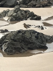 Charadrius obscurus aquilonius