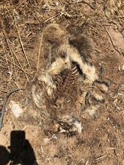 Meles canescens arcalus