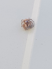 Maratus griseus