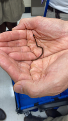 Storeria occipitomaculata