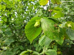 Corylus