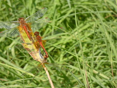 Sympetrum flaveolum