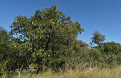 Terminalia bellirica