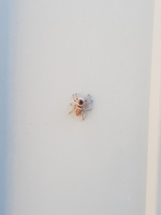Maratus griseus