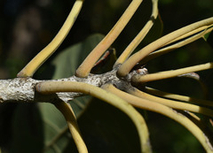 Terminalia bellirica