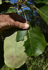 Terminalia bellirica