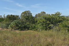 Terminalia bellirica