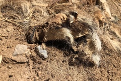 Meles canescens arcalus