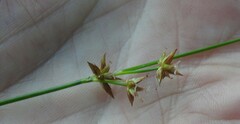 Juncus nodosus