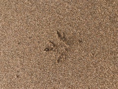 Charadrius obscurus aquilonius