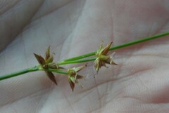 Juncus nodosus