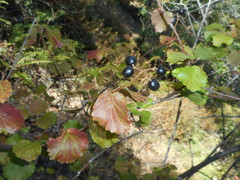 Viburnum ellipticum