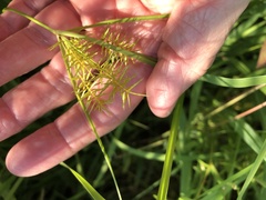 Cyperus strigosus