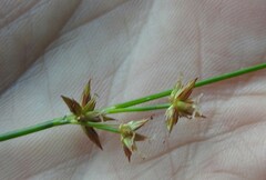 Juncus nodosus