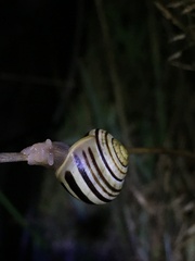Cepaea