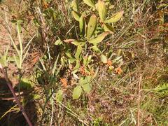 Flemingia grahamiana