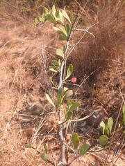 Gymnosporia maranguensis