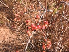 Gymnosporia maranguensis