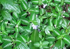 Episcia lilacina
