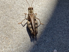 Calliptamus italicus