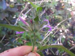 Dicliptera clinopodia