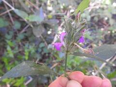 Dicliptera clinopodia