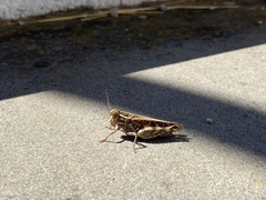 Calliptamus italicus
