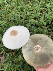 Chlorophyllum molybdites image