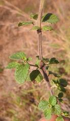 Mesosphaerum pectinatum