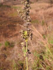 Mesosphaerum pectinatum