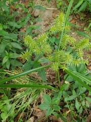 Cyperus strigosus