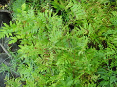 Osmunda spectabilis