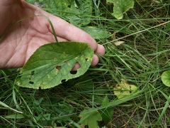 Viola hirta