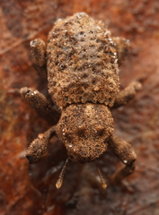 Poropterus