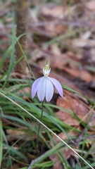 Caladenia catenata