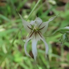 Melasphaerula graminea