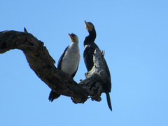 Microcarbo melanoleucos