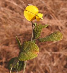 Rhynchosia spectabilis