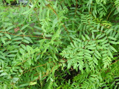 Osmunda spectabilis