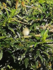 Vireo flavoviridis