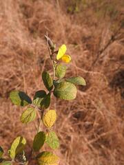 Rhynchosia spectabilis