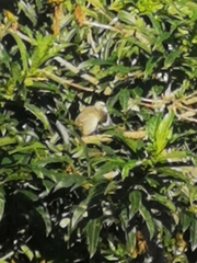 Vireo flavoviridis