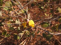 Rhynchosia spectabilis