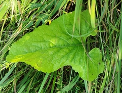 Phlomoides tuberosa