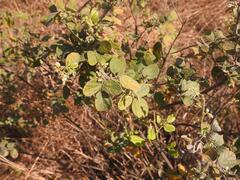 Rhynchosia spectabilis