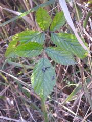 Rubus rigidus